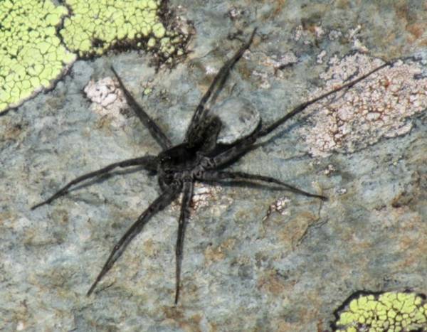 На Алтае открыли новый вид пауков-волков - glavtema.ru - респ. Алтай