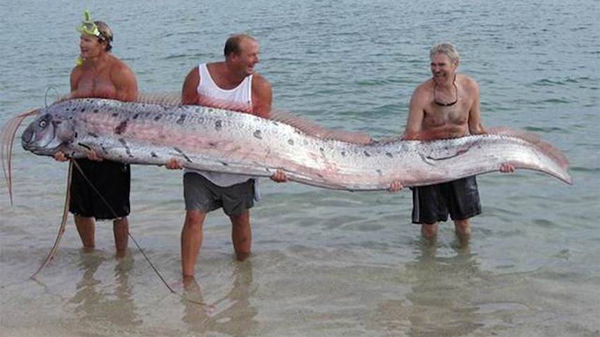 У берегов России рыбаки впервые поймали сельдяного короля - bloknot.ru - Приморье край - Приморье