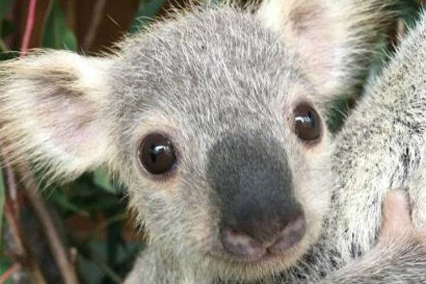 В Австралии выбрали самого «мимимишного» коалу - trud.ru - Австралия - Голд-Кост
