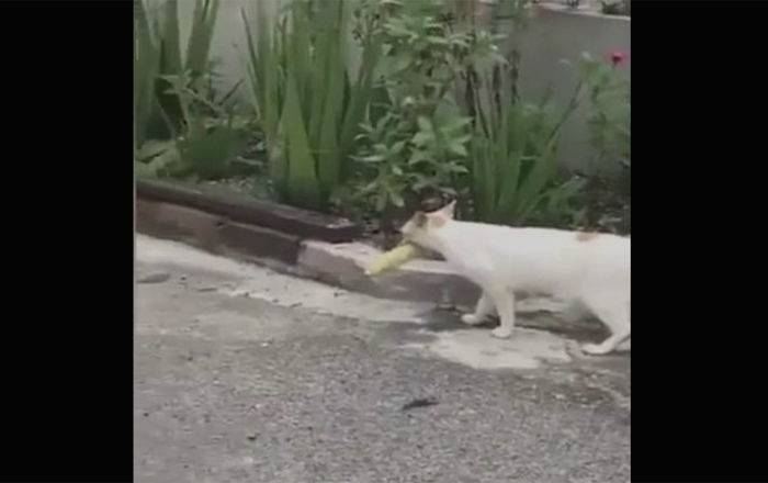 Упорный кот с кукурузой стал звездой интернета - забавное видео - ru.armeniasputnik.am