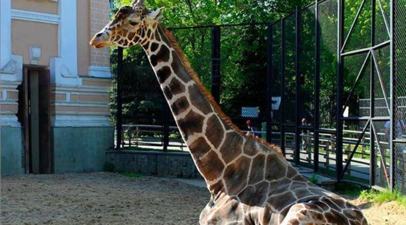 Посетителей Московского зоопарка попросили не кормить жирафа Самсона - vm.ru - Россия - Санкт-Петербург
