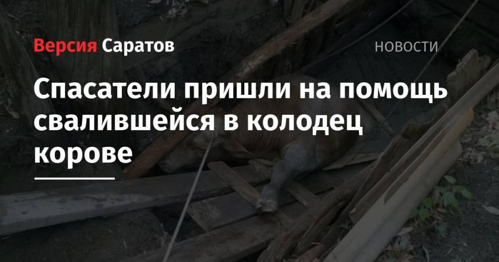 Спасатели пришли на помощь свалившейся в колодец корове - nversia.ru - Новоузенск
