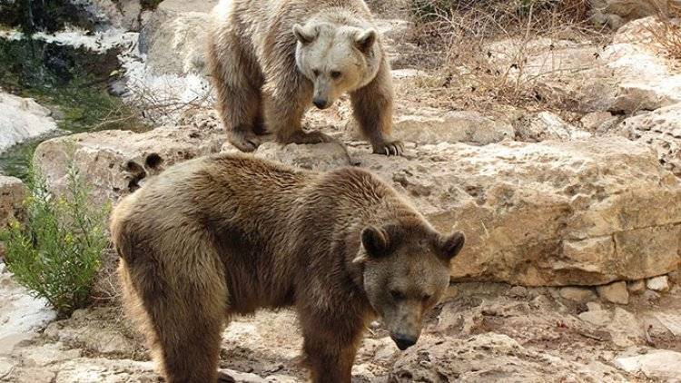 Несколько десятков медведей заблокировали туристическую тропу на Камчатке - polit.info