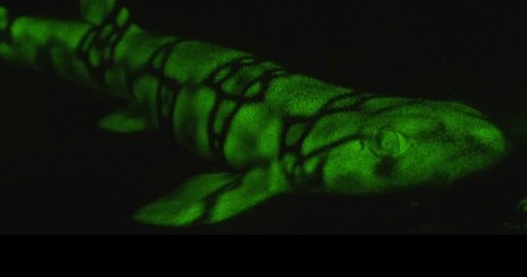 Как светящаяся кожа помогает акулам выживать: уникальная эволюция - popmech.ru