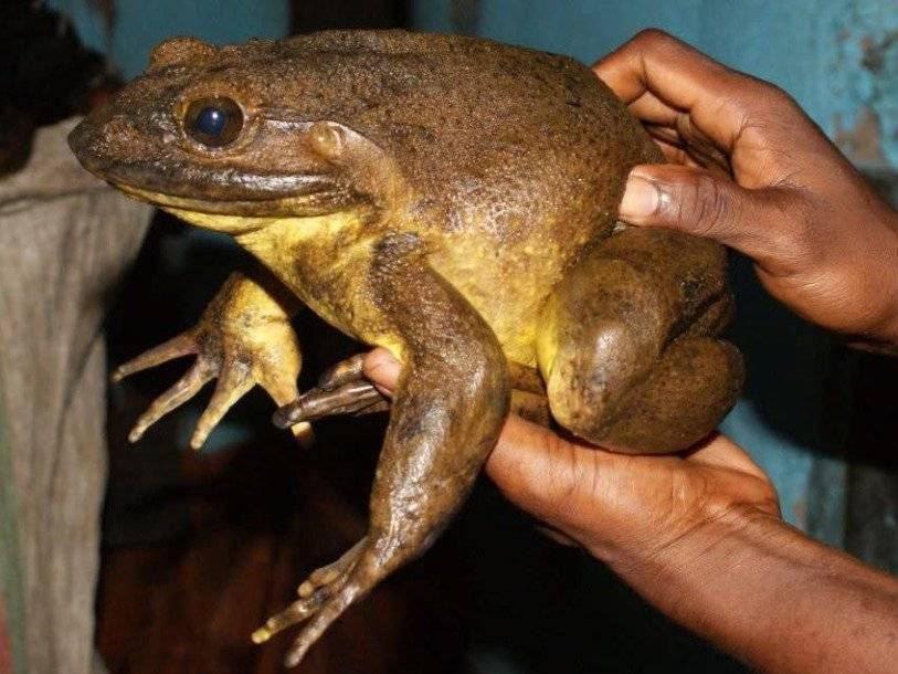Крупнейшая в мире лягушка заботится о своих головастиках - polit.ru - Германия - Камерун - Экваториальная Гвинея