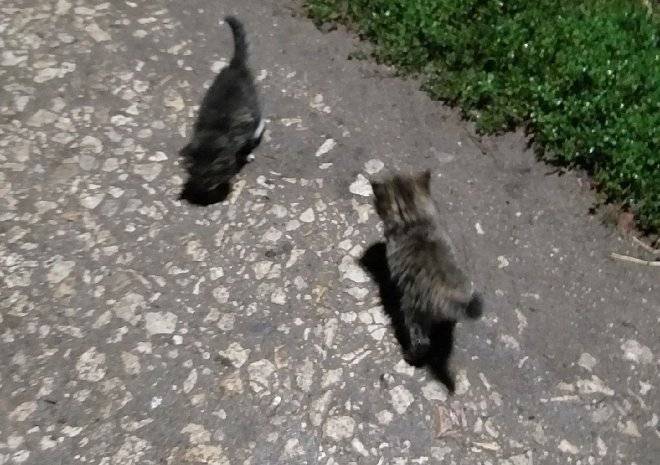 Соцсети: в Рязани котят выбросили в реку Трубеж - ya62.ru - Рязань