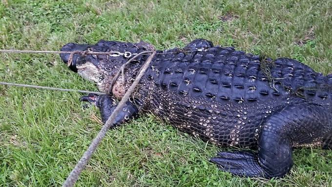 Во Флориде огромный аллигатор съел питбуля на глазах у хозяйки - piter.tv - США - шт.Флорида