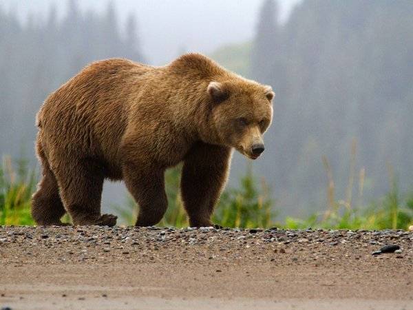 Туристический маршрут в Южно-Камчатском заказнике закрыли из-за 70 медведей - polit.ru