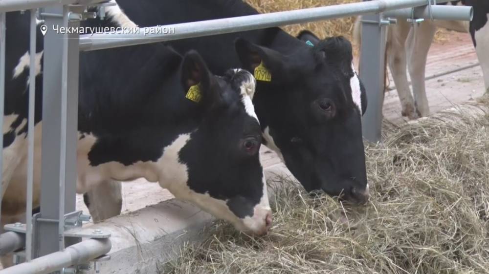 На ферму в Башкирию привезли более 400 коров из Дании - bash.news - Дания - район Чекмагушевский
