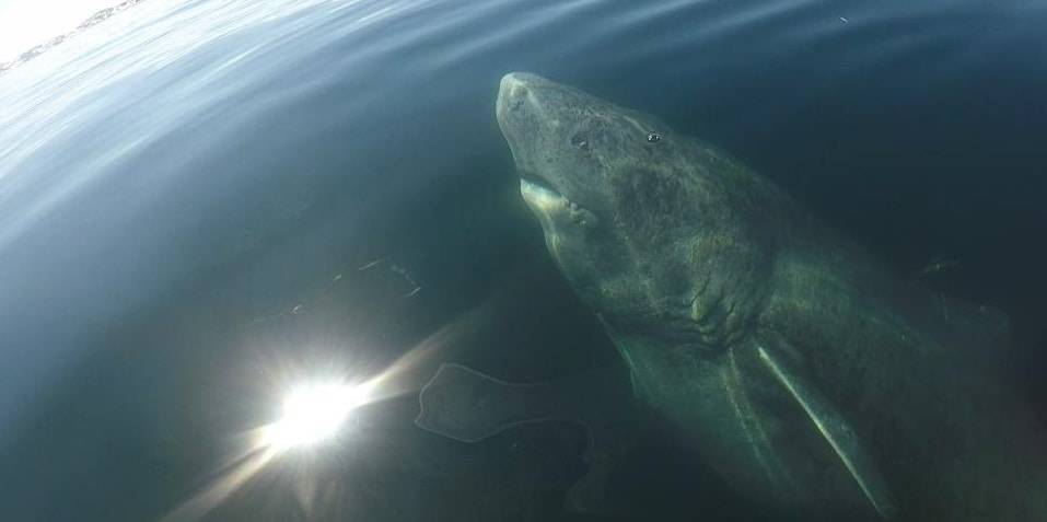 Иван Грозный - Генрих VIII (Viii) - Найдена 500-летняя акула - nur.kz - Россия - Англия - Гренландия