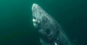 Иван Грозный - Генрих VIII (Viii) - Найдена 500-летняя акула - udf.by - Россия - Англия