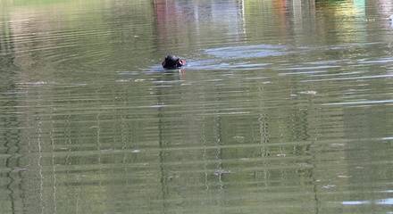 Утонувший в дзержинском озере подросток был пьян - vgoroden.ru - Россия - Дзержинск - Следственный Комитет - Дзержинск
