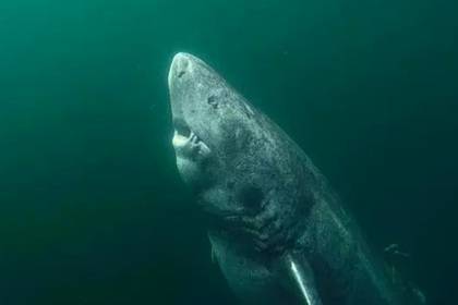 Иван Грозный - Генрих VIII (Viii) - Найдена 500-летняя акула (фото) - rusjev.net - Россия - Англия - Гренландия