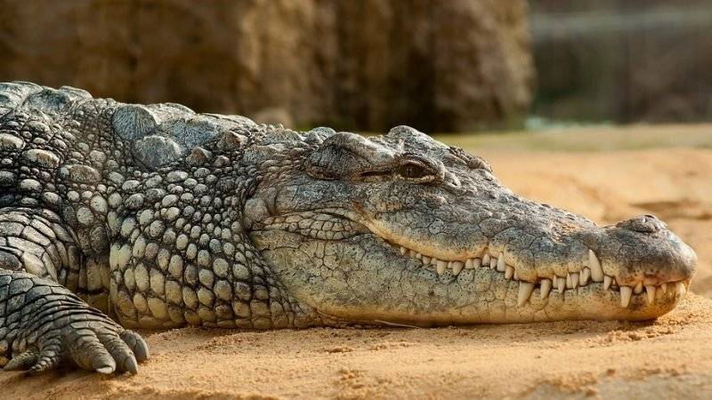 Филиппинский крокодил съел десятилетнего мальчика - polit.info