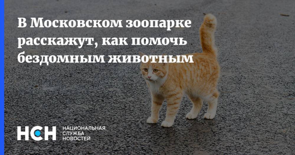 Светлана Акулова - В Московском зоопарке расскажут, как помочь бездомным животным - nsn.fm