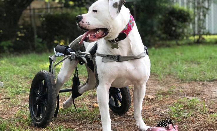 Задние лапы собаки по имени Голубка парализовало после аварии, но специальное инвалидное кресло вернуло ей возможность бегать - usa.one - шт. Джорджия