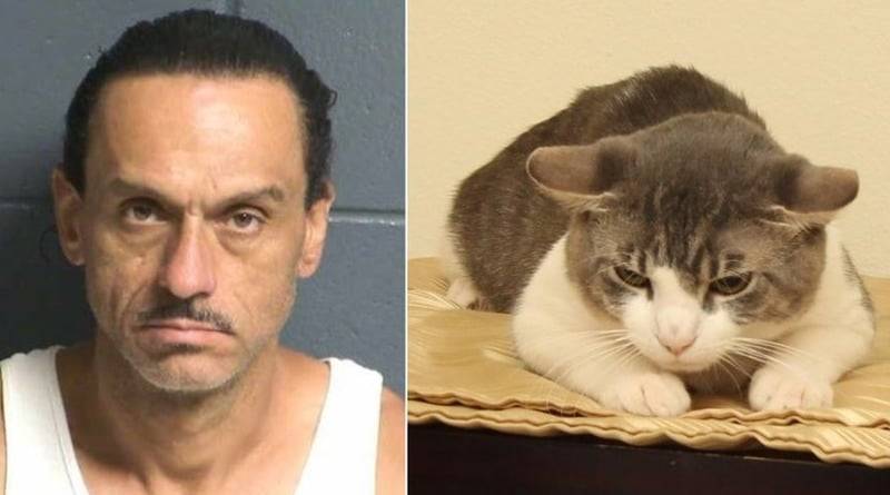 Мужчина душил своего кота и насильно накормил питомца метамфетамином - usa.one - штат Нью-Мексико