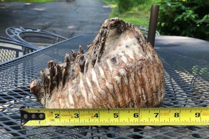 Ребенок случайно нашел огромный зуб доисторического животного - lenta.ru - шт. Огайо - USA - Колумбус