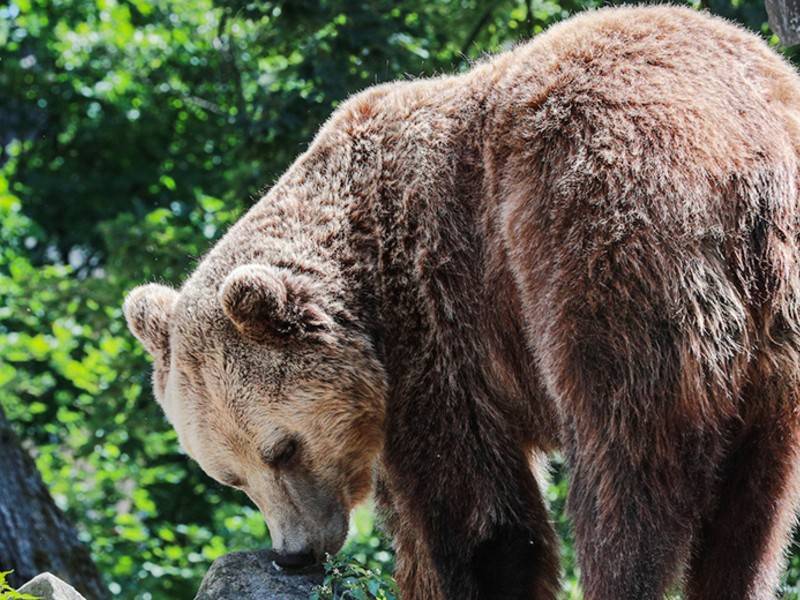 Биолог: медведи выходят к людям не из-за пожаров - news.ru - Россия