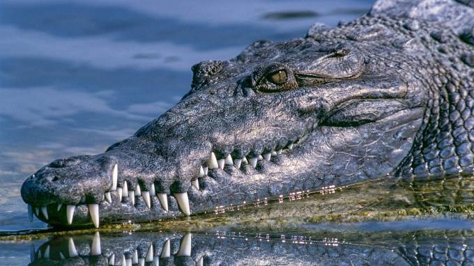 На Филиппинах крокодил съел 10-летнего ребенка - piter.tv - Филиппины