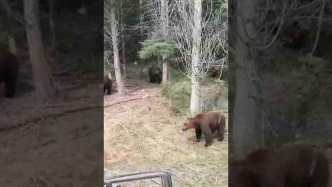 Видео из Якутии: Стая голодных медведей окружила машину - piter.tv - респ. Саха