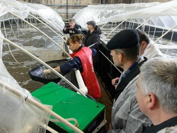 В Крыму заявили о резком сокращении популяции диких мидий - polit.ru - Крым - Севастополь - Крым