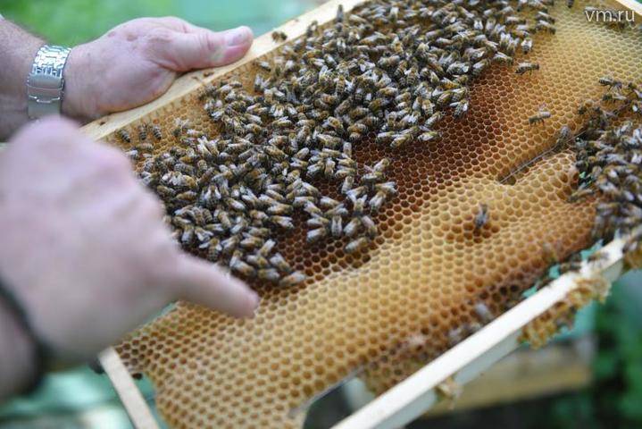 Случаи гибели пчел зафиксировали в 30 российских регионах - vm.ru - Россия