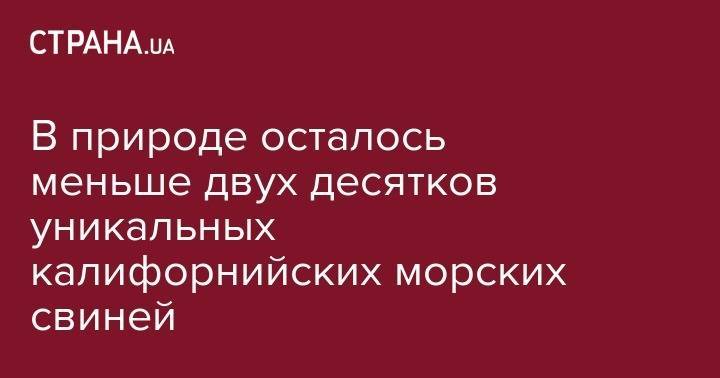 В природе осталось меньше двух десятков уникальных калифорнийских морских свиней - strana.ua - США - Англия - Мексика