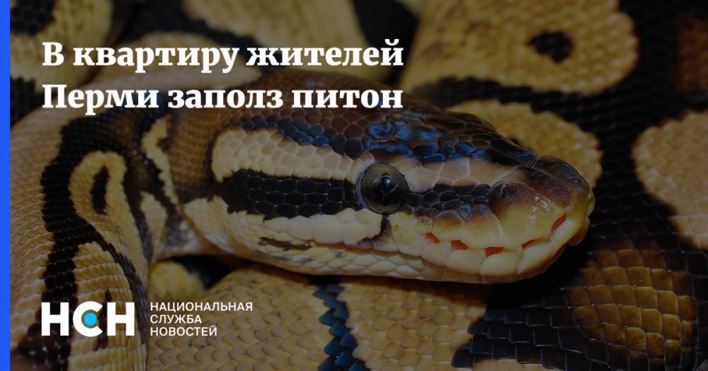 В квартиру жителей Перми заполз питон - nsn.fm - Пермь
