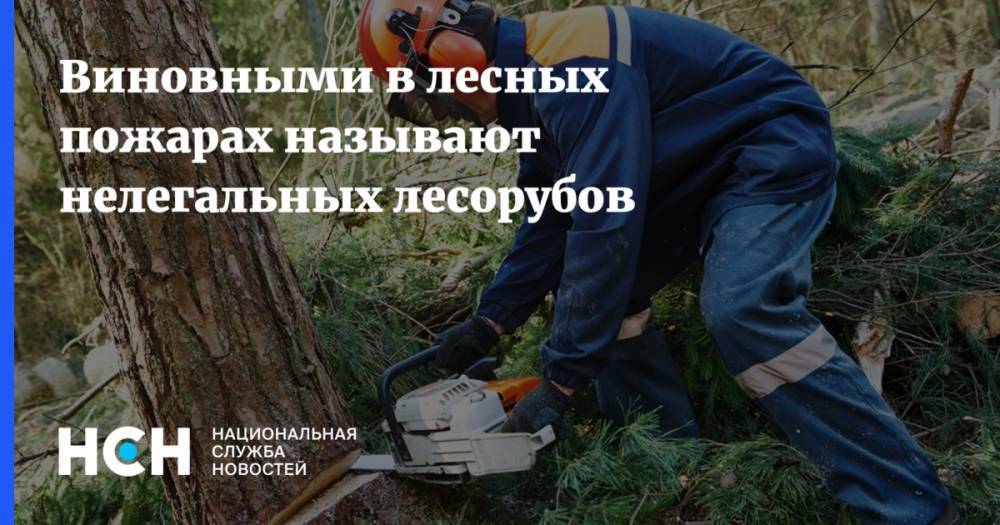 Дмитрий Медведев - Виновными в лесных пожарах называют нелегальных лесорубов - nsn.fm - Россия - Красноярский край