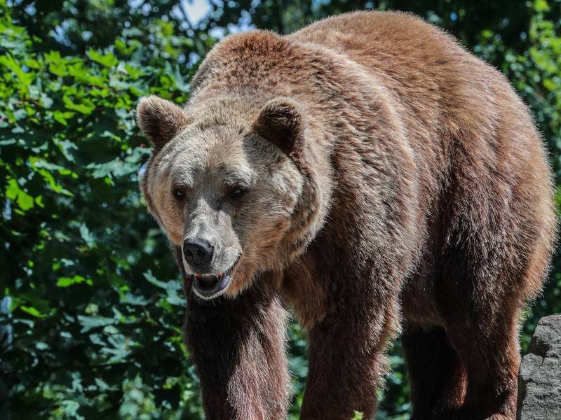 Жителей Удмуртии попросили опасаться медведя, разоряющего ульи - news.ru - Англия - Колумбия - Канада - район Глазовский - Удмуртия