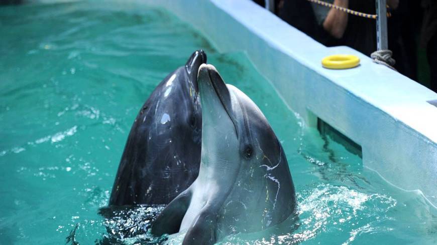 Дельфин впервые «усыновил» детеныша другого вида - mir24.tv - Французская Полинезия