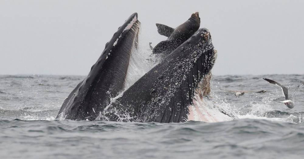 Горбатый кит поймал в&nbsp;пасть морского льва: редчайшее фото - popmech.ru - Washington