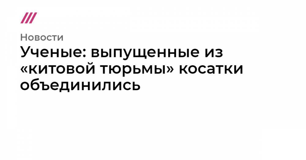Ученые: выпущенные из «китовой тюрьмы» косатки объединились - tvrain.ru - Владивосток