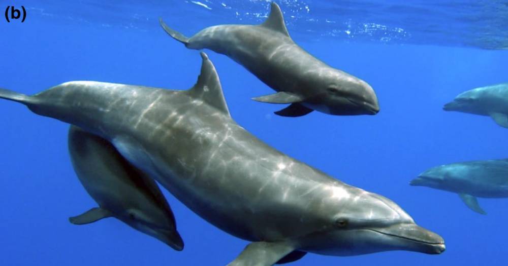 Впервые замечено, как дельфин растит детеныша другого вида - popmech.ru - Французская Полинезия