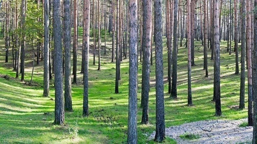 В Кировской области вор-рецидивист обокрал дом, пока его хозяйка ходила за ягодами - 1istochnik.ru - Россия - Кировская обл.