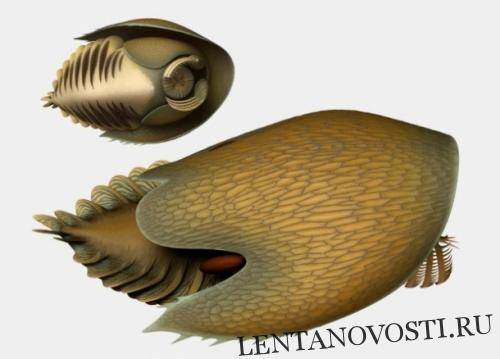 В Канаде палеонтологи обнаружили останки доисторического «Ктулху» - lentanovosti.ru - Англия - Колумбия - Канада