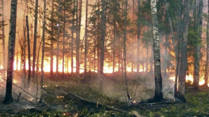 Илья Гомыранов - Эксперт рассказал, кому из насекомых выгодны лесные пожары - mir24.tv