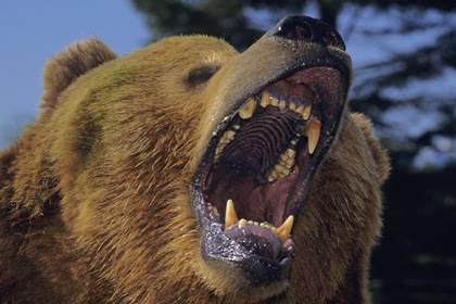 Медведь напал на россиянку и получил от ее приятеля ножом в глаз - lenta.ru - Россия - Чукотка - район Анадырский