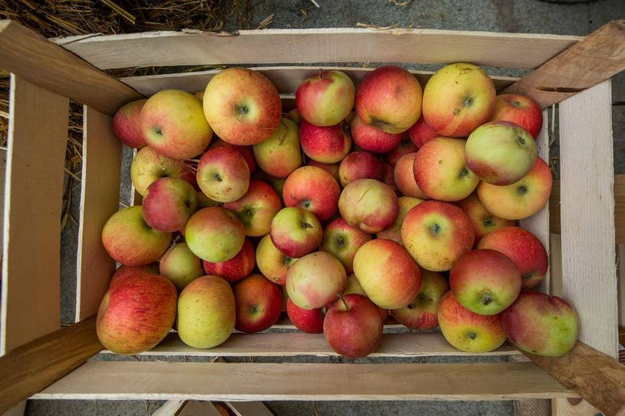 Екатерина Бурляева - Врачи рассказали, сколько яблок можно съесть без вреда для здоровья - m24.ru