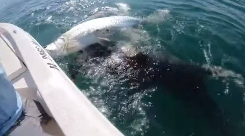 Огромная акула-молот появилась из глубин и набросилась на добычу рыбака, которую он держал в руках (видео) - usa.one - шт.Флорида