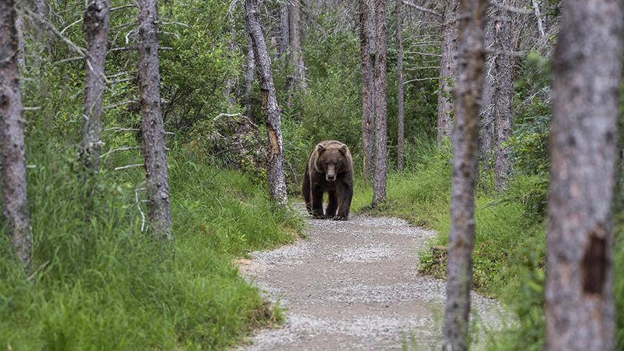 Полиция прогнала из камчатского города четырех медведей - iz.ru - Камчатский край - Елизово