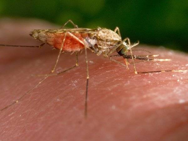 Из-за глобального потепления в Крым перебрались опасные комары из жарких стран - polit.ru - Россия - Крым - Египет - Крым