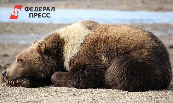 Медведи забрели в центр Елизово | Камчатский край | ФедералПресс - fedpress.ru - Камчатский край - Елизово