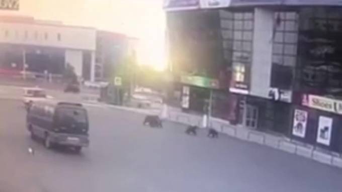 Полиция прогнала из города на Камчатке медвежье семейство - piter.tv - Елизово