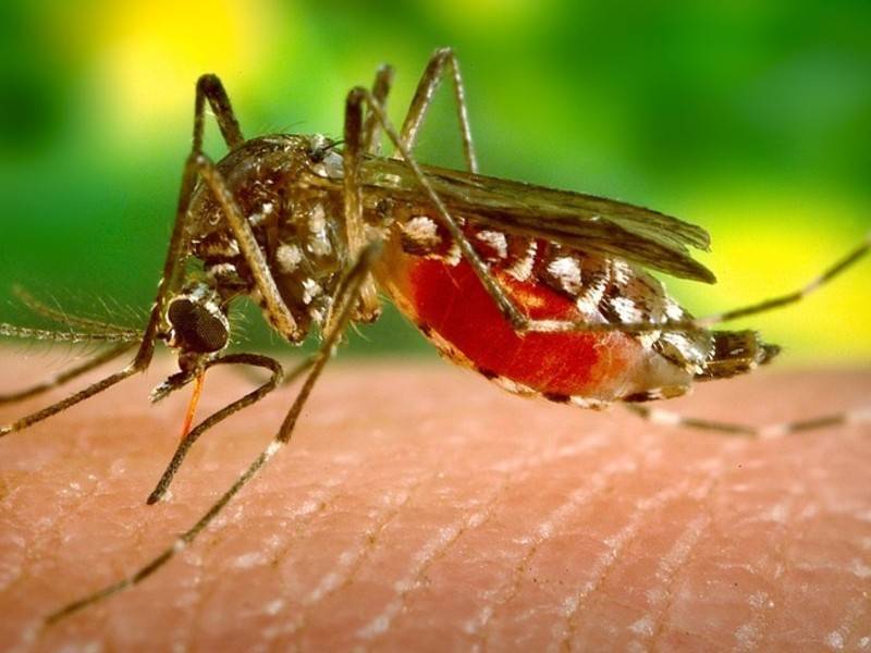 Роспотребнадзор: все комары в Сочи под контролем - news.ru - Сочи - Бразилия