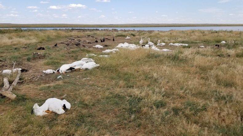 Сильный град в Монтане убил и покалечил более 11 тыс. пеликанов и уток - usa.one - штат Монтана
