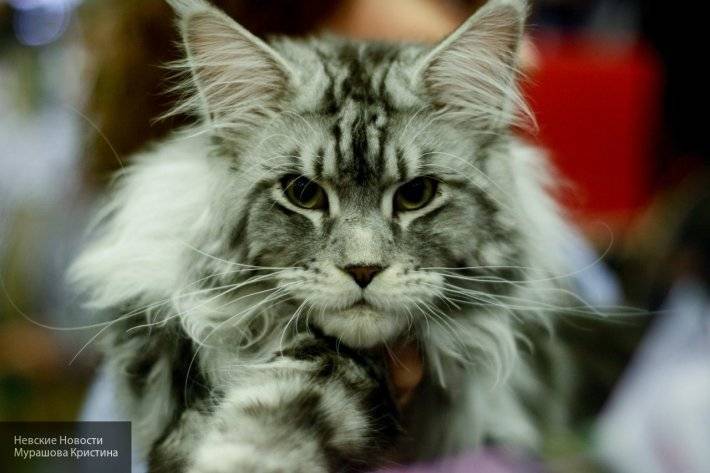 Пользователей соцсетей шокировал огромный кот, поселившийся в американском приюте - newinform.com - USA