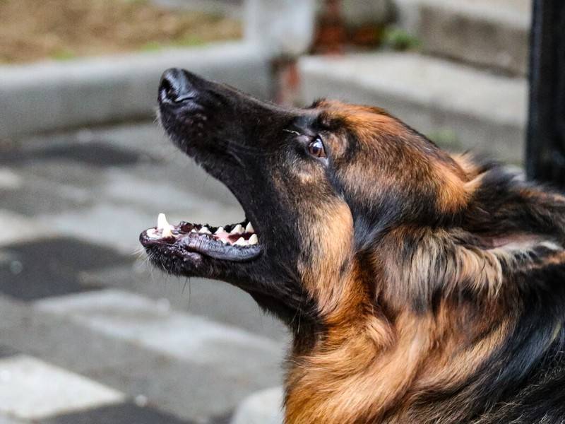 Владельцев агрессивных собак предложили наказывать уголовно - news.ru
