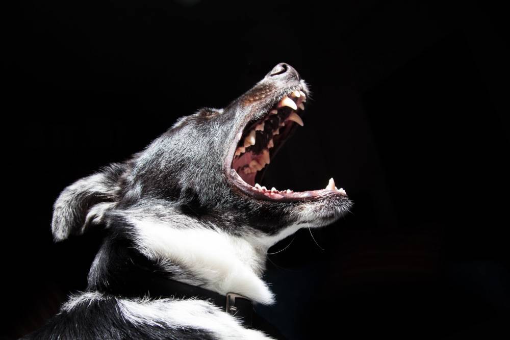 Нападение собак станет уголовно наказуемым - pravda-tv.ru - Россия - Нападение